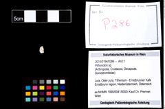 Foto (Objekt + Etikett) von Pithonoton sp.  (NHMW-GEO-2014-0194-0286)